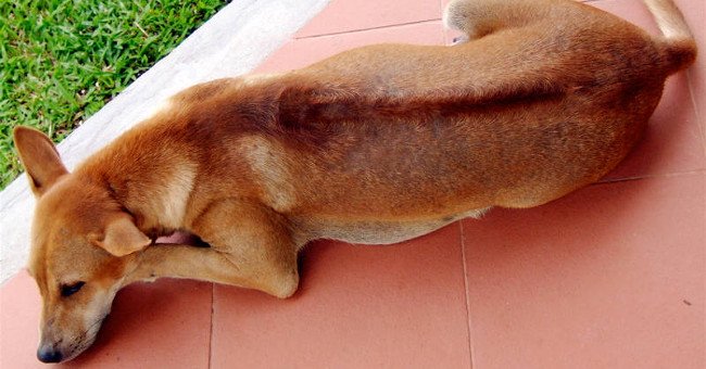 Description: Chó Phú Quốc: Huyền thoại và sự thật - KhoaHoc.tv