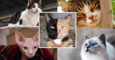 Top 10 giống mèo kỳ lạ nhất thế giới