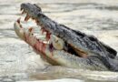 Đàn ông bị thương nặng bởi cá sấu tấn công gần sông Daly