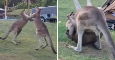 VIDEO: Chuột túi đấm nhau, đâm vào lều gia đình tại khu cắm trại ở NSW