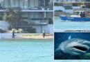Thiếu nữ thiệt mạng do bị cá mập tấn công ở Tây Úc