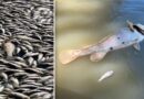 Hàng triệu con cá chết trên sông Menindee do thời tiết khắc nghiệt