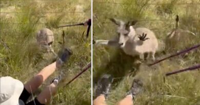 Bị kangaroo tấn công, người phụ nữ phải phẫu thuật