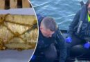 Cocaine trị giá $80 triệu tìm thấy dưới đáy tàu chở hàng ở cảng Melbourne