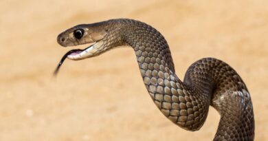 ‘Thảm kịch’: Du khách chết vì bị rắn nâu cắn ở phía tây bắc Victoria