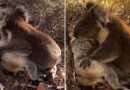 Video: Gấu túi đau khổ thương tiếc bạn gái ở Adelaide Hills
