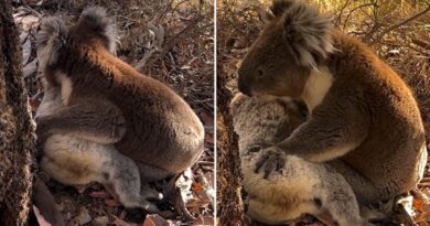 Video: Gấu túi đau khổ thương tiếc bạn gái ở Adelaide Hills