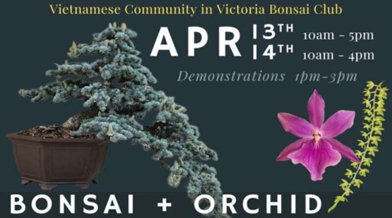 Xem triển lãm Bonsai tại Trung Tâm Sinh Hoạt Cộng Đồng ngày 13 và 14/4