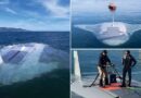 Mỹ-Úc ra mắt tàu không người lái cá mập ma chiến đấu dưới biển đáng gờm nhất thế giới