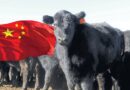 TQ dỡ bỏ lệnh cấm đối với 5 nhà xuất khẩu thịt bò Úc
