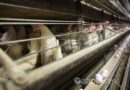 Bird flu outbreak sparks baseless food rations claim