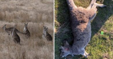 VIC: Điều tra vụ giết 84 con kangaroo trái phép
