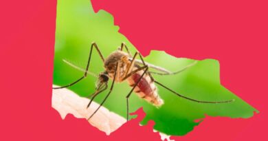 JE: Victoria cảnh báo về virus viêm não gây tử vong