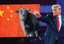 Bò Úc đắt khách nhờ thuế đối ứng của Trump