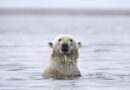 Claim says Arctic Sea ice isn’t changing, but truth is the polar opposite