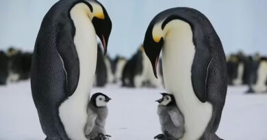 Chim cánh cụt hoàng đế được đưa vào danh sách nguy cấp
