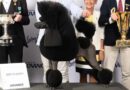 Lộ diện “hoa hậu chó” đẹp nhất Úc: Poodle Anton 2 năm liên tiếp giành vương miện
