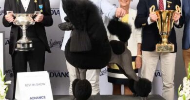 Lộ diện “hoa hậu chó” đẹp nhất Úc: Poodle Anton 2 năm liên tiếp giành vương miện