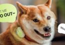 MỚI: Vòng cổ biết ‘dịch’ tiếng người sang tiếng chó, mèo và ngược lại