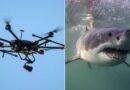 Úc mở rộng mạng lưới drone giám sát cá mập sau hàng loạt sự cố Úc mở rộng mạng lưới drone giám sát cá mập sau hàng loạt sự cố