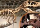 Hóa thạch T. rex đắt giá nhất thế giới lập kỷ lục đấu giá hơn 50 triệu USD Hóa thạch T. rex đắt giá nhất thế giới lập kỷ lục đấu giá hơn 50 triệu USD