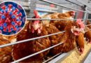 Dịch cúm gia cầm H5N1 khiến Victoria hoãn quy định mới về nuôi gà