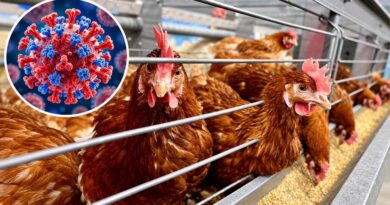Dịch cúm gia cầm H5N1 khiến Victoria hoãn quy định mới về nuôi gà Dịch cúm gia cầm H5N1 khiến Victoria hoãn quy định mới về nuôi gà