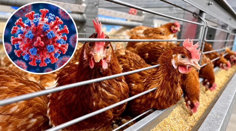 Dịch cúm gia cầm H5N1 khiến Victoria hoãn quy định mới về nuôi gà Dịch cúm gia cầm H5N1 khiến Victoria hoãn quy định mới về nuôi gà