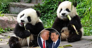 Trung Quốc gửi 2 gấu trúc tới Mỹ làm ‘sứ giả hữu nghị’ Trung Quốc gửi 2 gấu trúc tới Mỹ làm ‘sứ giả hữu nghị’