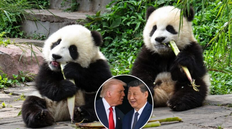 Trung Quốc gửi 2 gấu trúc tới Mỹ làm ‘sứ giả hữu nghị’ Trung Quốc gửi 2 gấu trúc tới Mỹ làm ‘sứ giả hữu nghị’