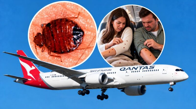 Qantas: Phát hiện rệp trên máy bay chở khách Boeing 787 Dreamliner Qantas: Phát hiện rệp trên máy bay chở khách Boeing 787 Dreamliner